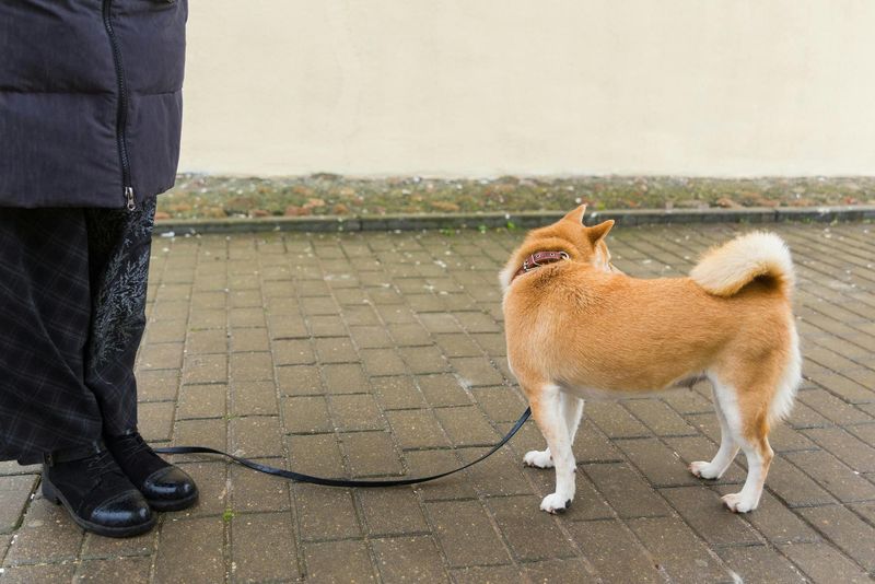 Shiba Inu