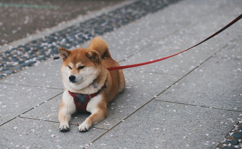 Shiba Inu