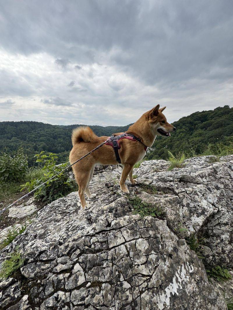Shiba Inu