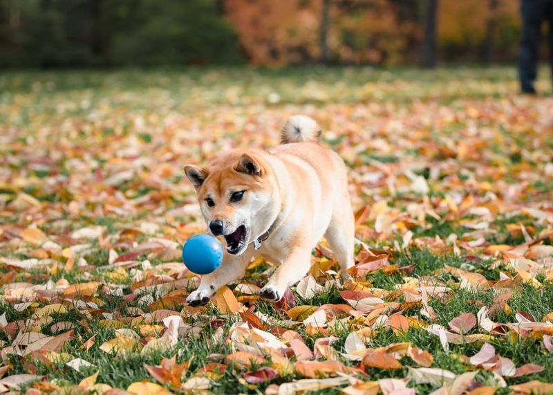 Shiba Inu