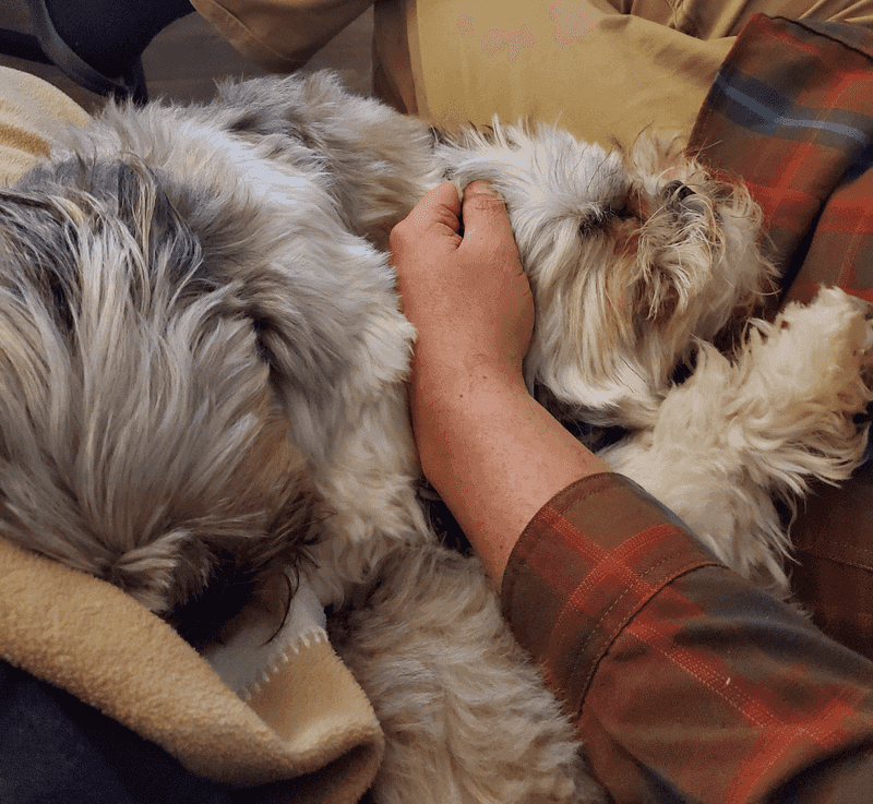 Shih Tzu