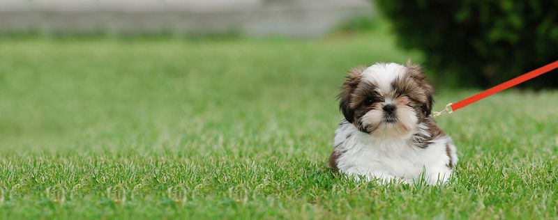 Shih Tzu