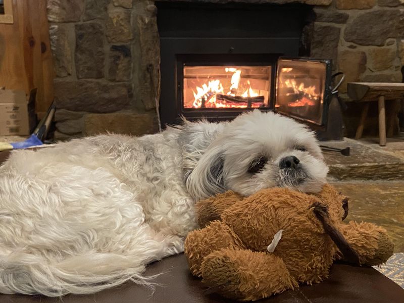 Shih Tzu