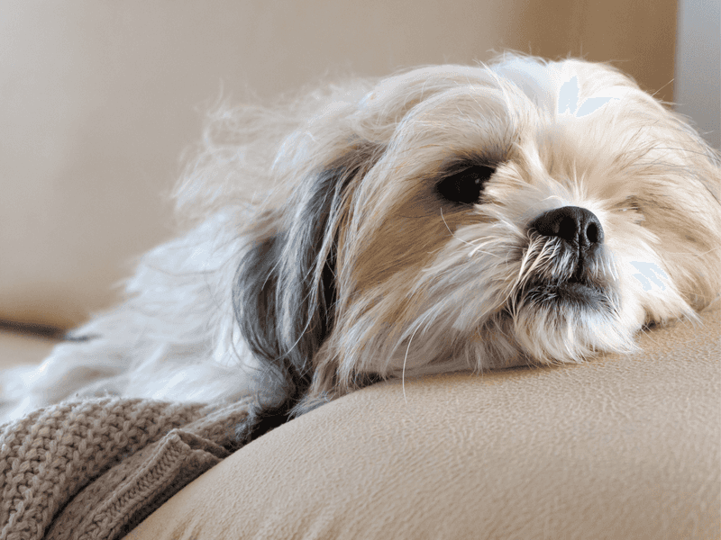 Shih Tzu
