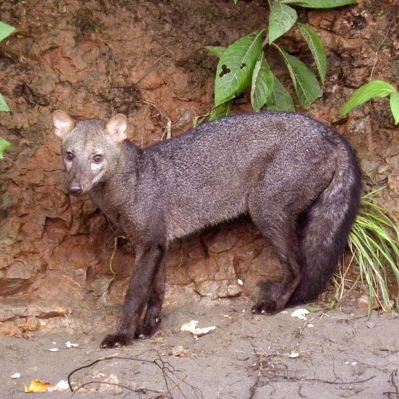 Short-eared Dog