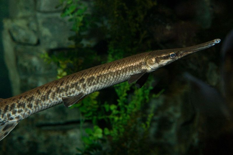 Shortnose Gar