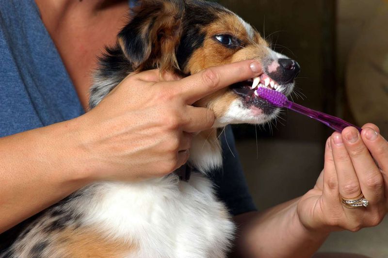 Should I brush my dog's teeth?