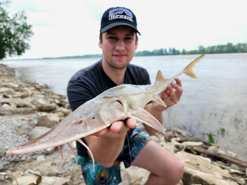 Shovelnose Sturgeon