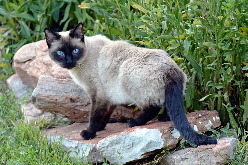 Siamese