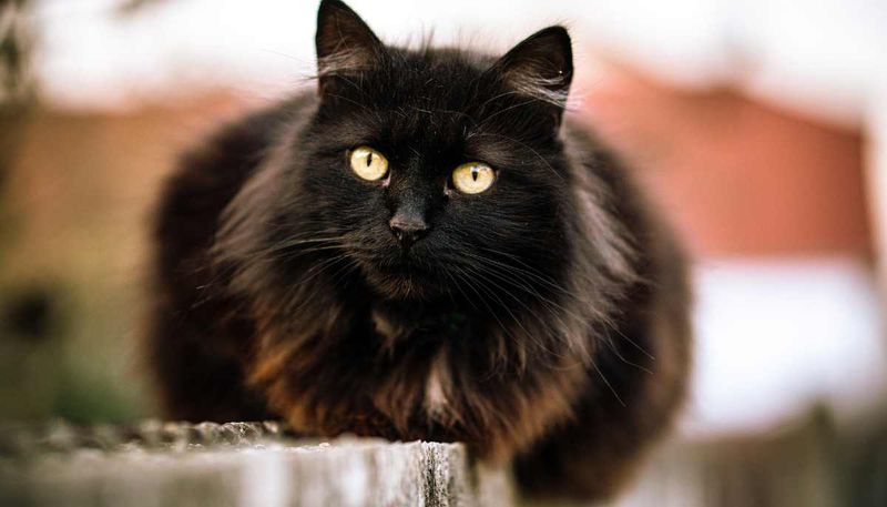 Siberian