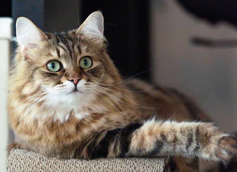 Siberian