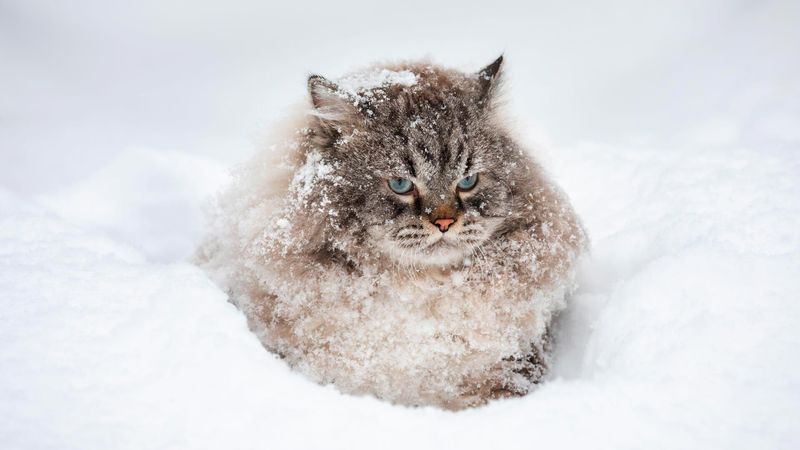 Siberian