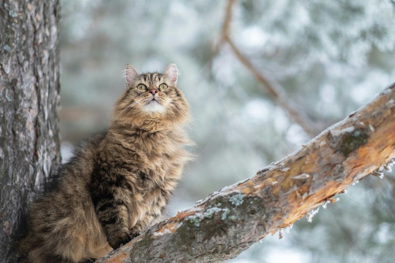 Siberian