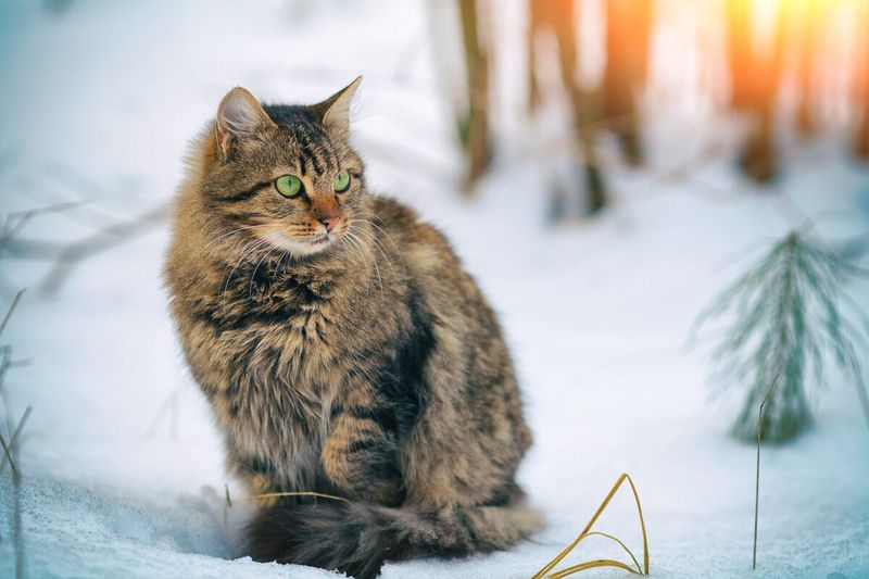 Siberian