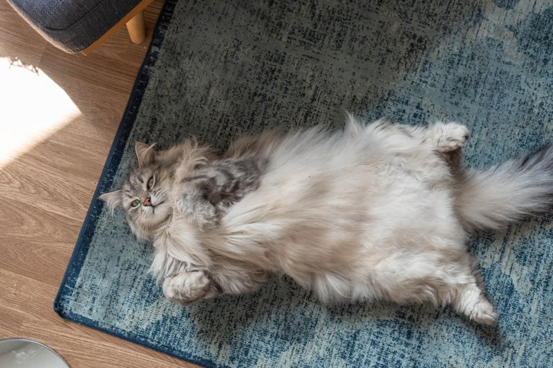 Siberian Cat