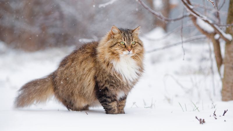 Siberian Cat