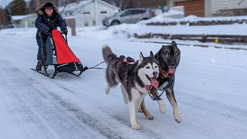 Siberian Husky