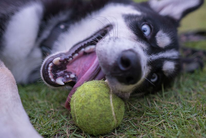 Siberian Husky
