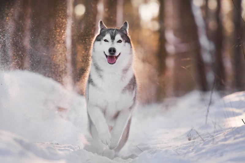 Siberian Husky