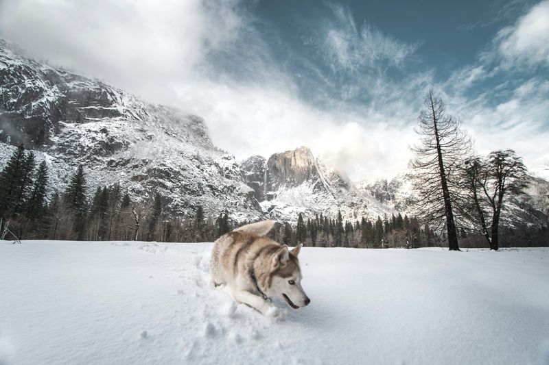 Siberian Husky