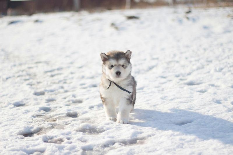 Siberian Husky