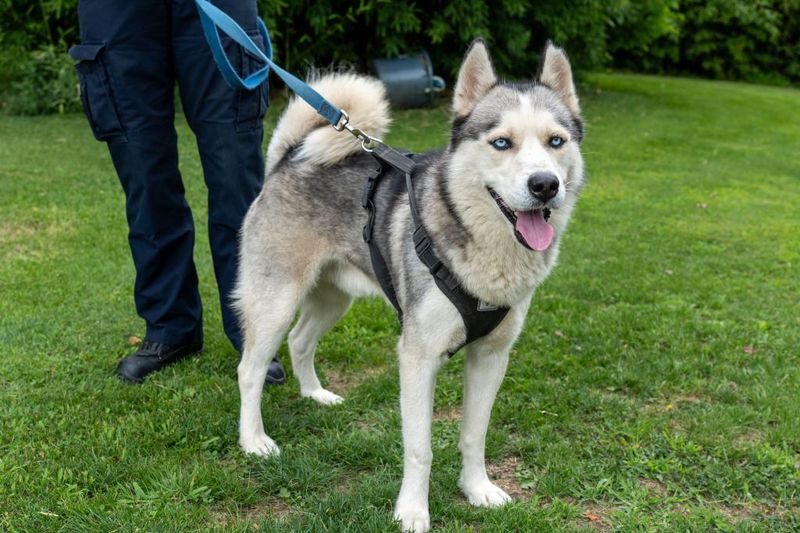 Siberian Husky