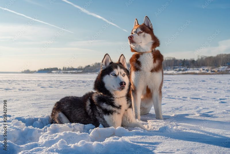 Siberian Husky