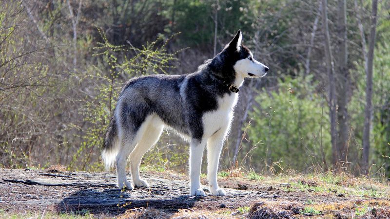 Siberian Husky