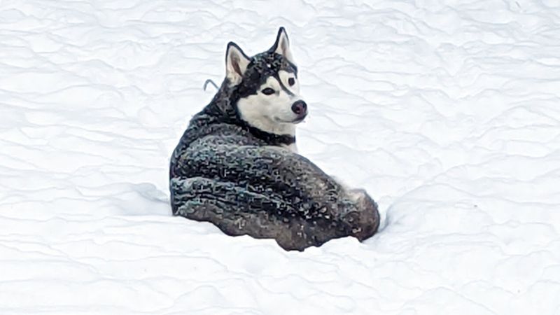 Siberian Husky