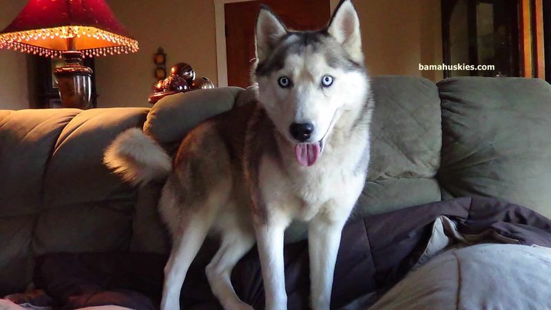 Siberian Husky