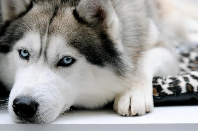 Siberian Husky