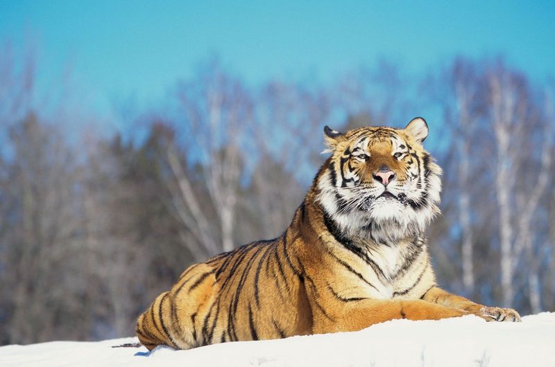 Siberian Tiger