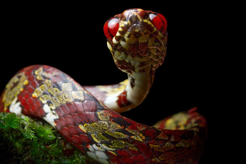 Sibon irmelindicaprioae – DiCaprio’s Snail-Eating Snake