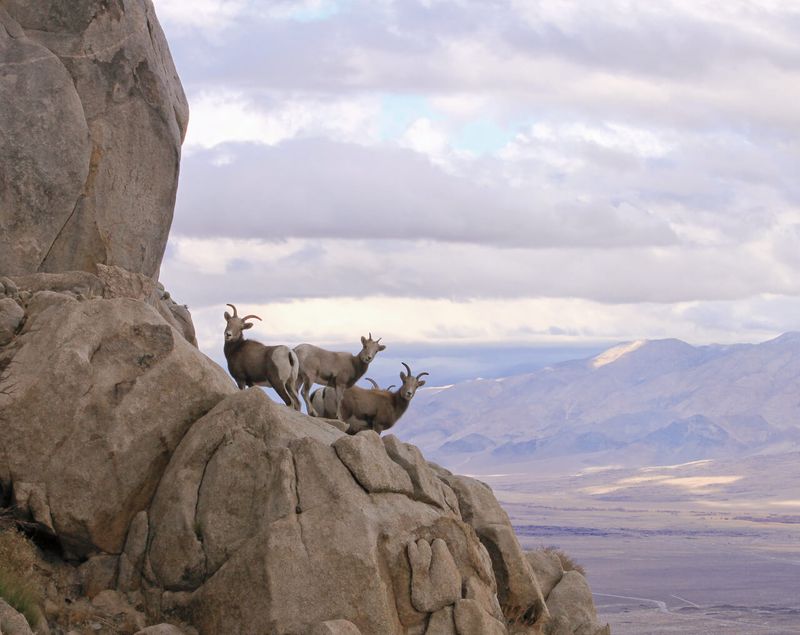 Sierra Nevada Bighorn Sheep