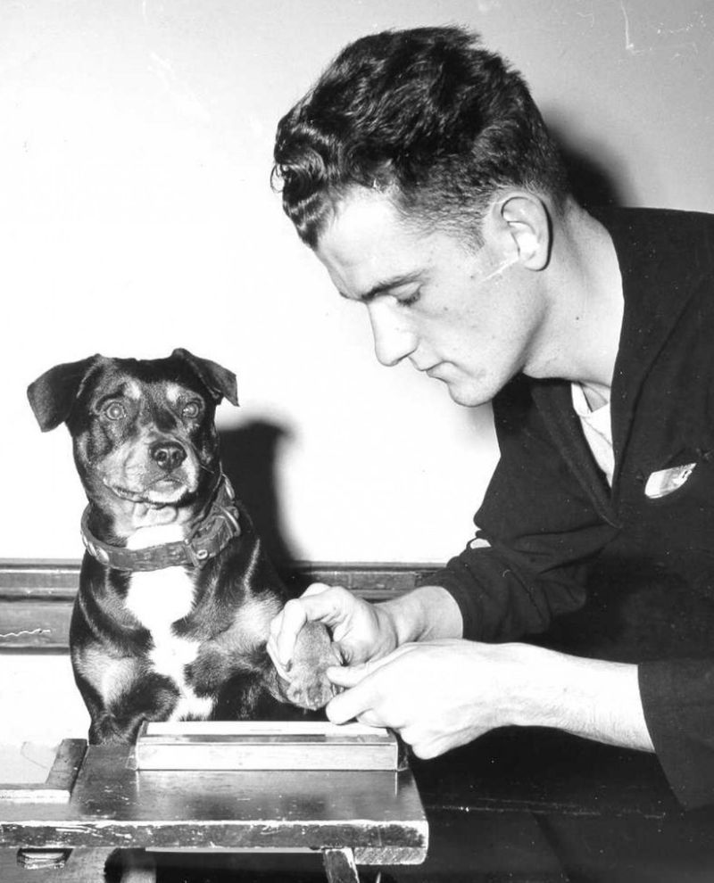 Sinbad the Sailor Dog