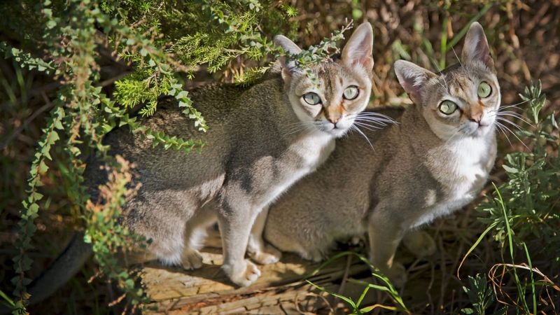 Singapura Cat