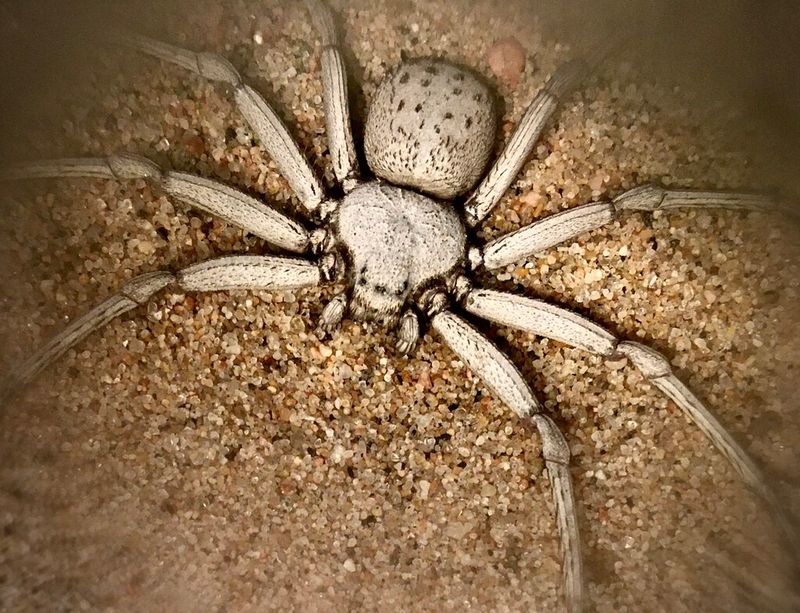 Six-Eyed Sand Spider