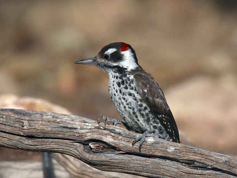 Sky Island Hairy Woodpecker