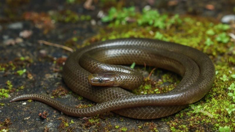 Smithophis mizoramensis – Mizo Brook Snake