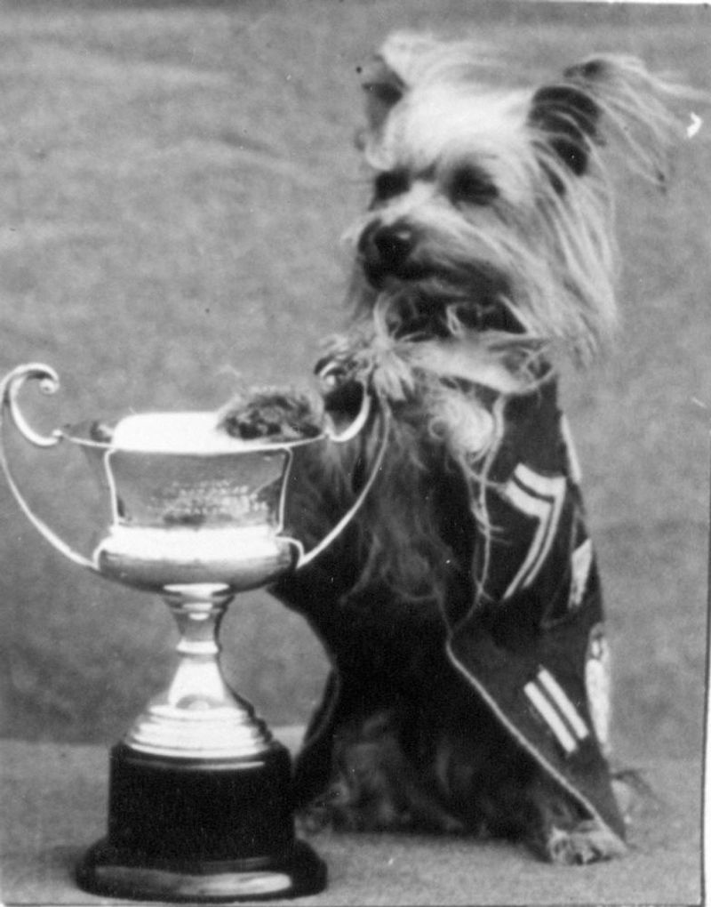 Smoky the War Dog