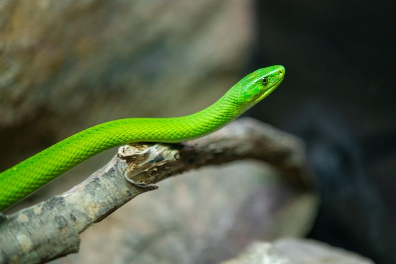 Smooth Green Snake