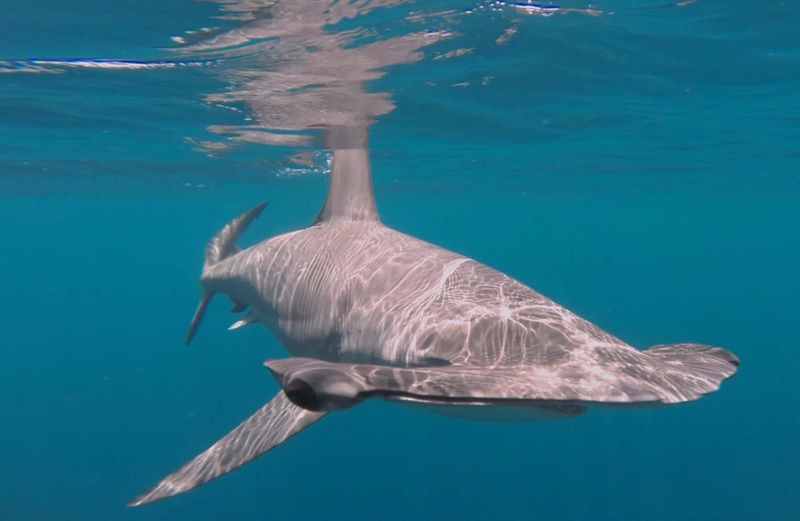 Smooth Hammerhead Shark