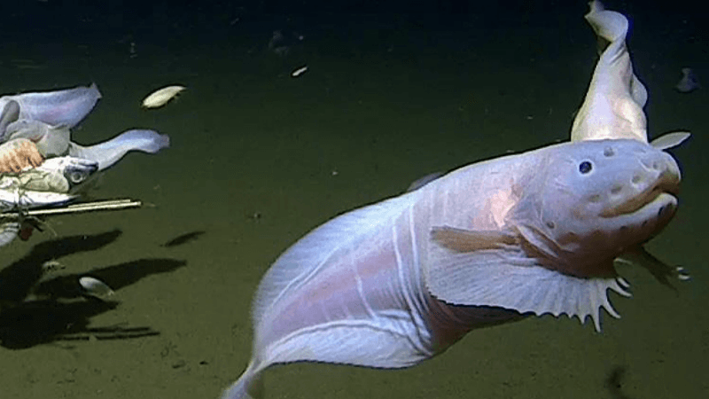 Snailfish