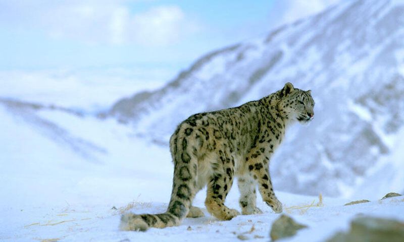 Snow Leopard