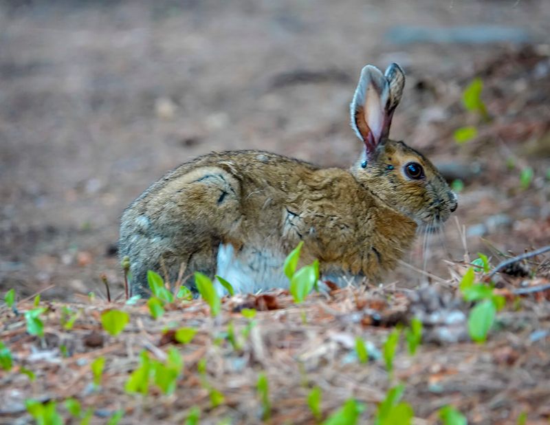 Snowshoe Hare in Hidden Valley