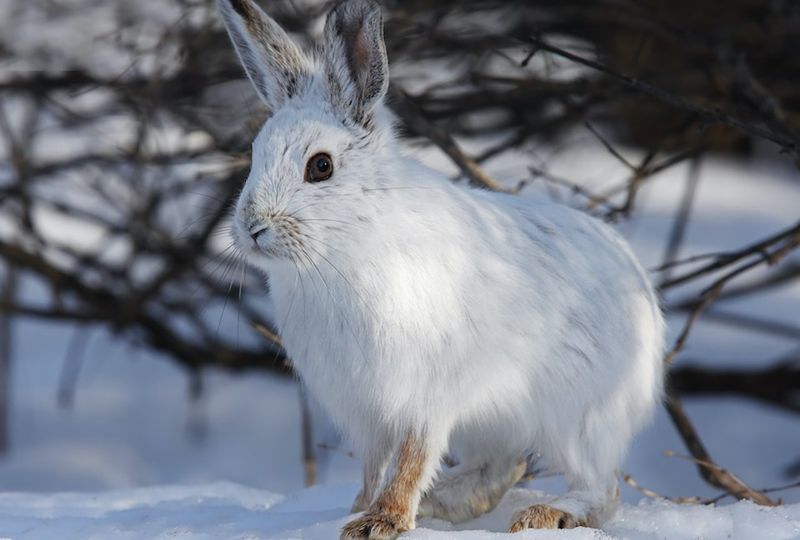How Big Are Snowshoe Hares Size Facts Growth Chart How Big Are Snowshoe Hares Size Facts Growth Chart