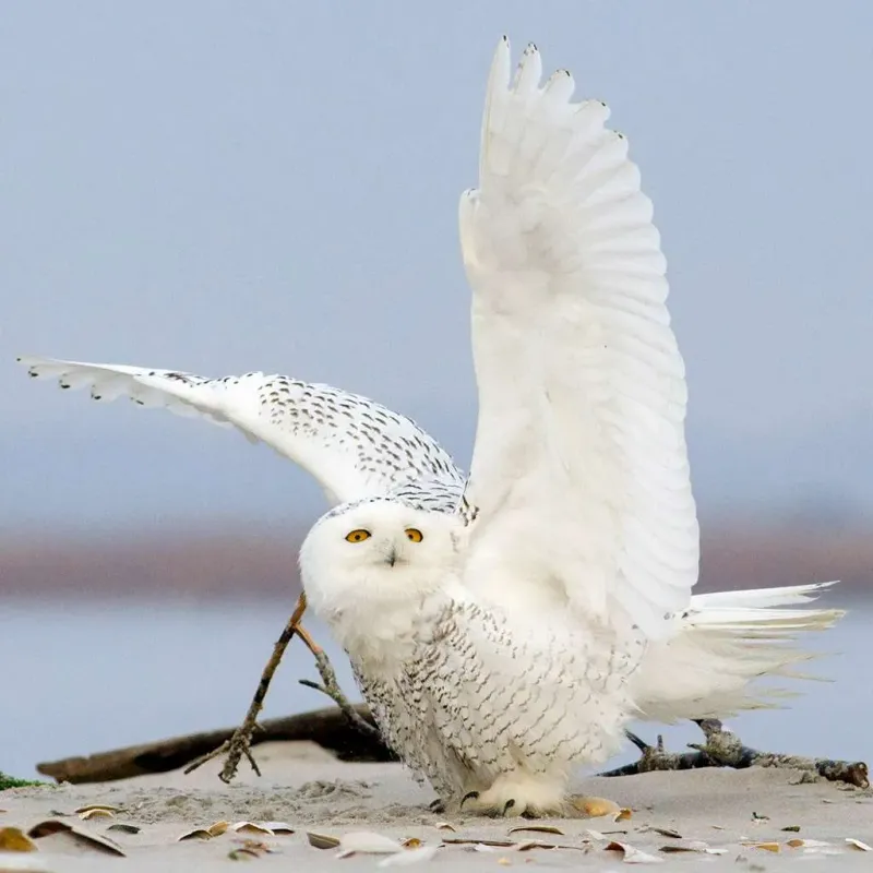 Snowy Owl