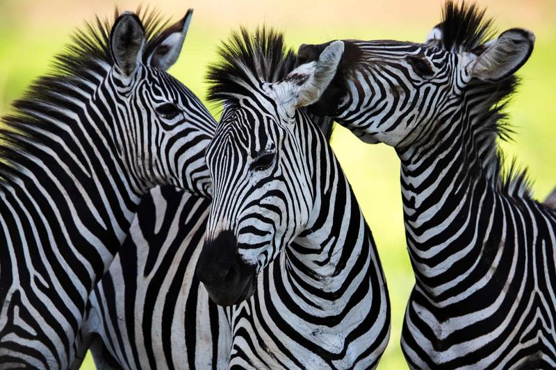 Social Butterflies of the Savannah
