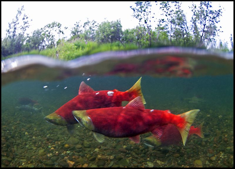Sockeye Salmon