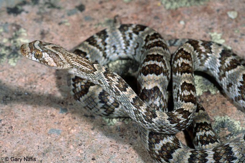 Sonoran Lyresnake